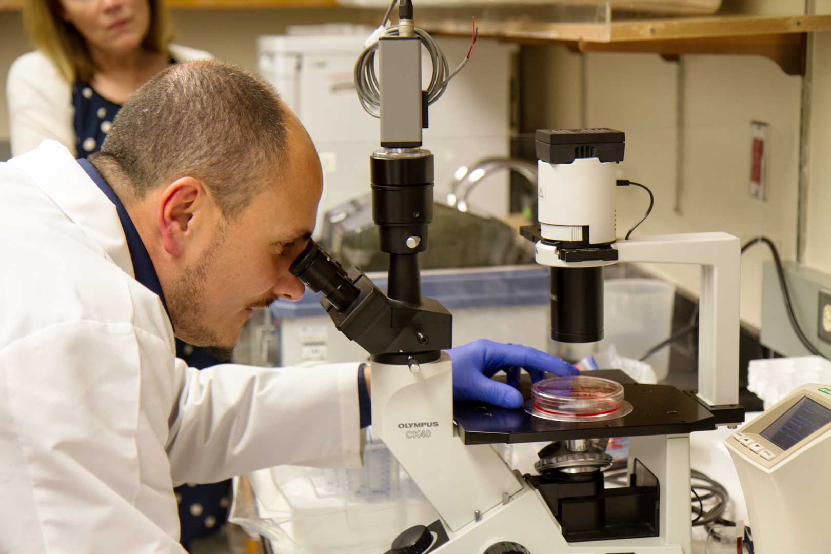 Dr. Fabbri looks at a petri dish of cells using a microscope