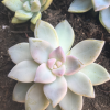 Succulents for a Cure 2020 photo
