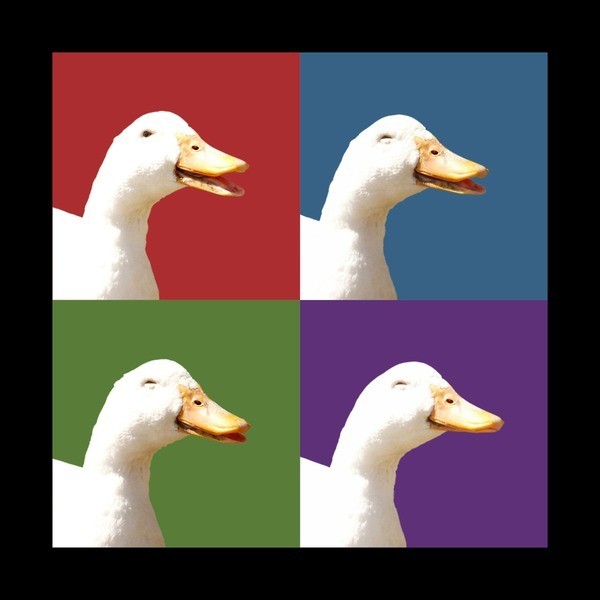 The Laughing Ducks Team Logo