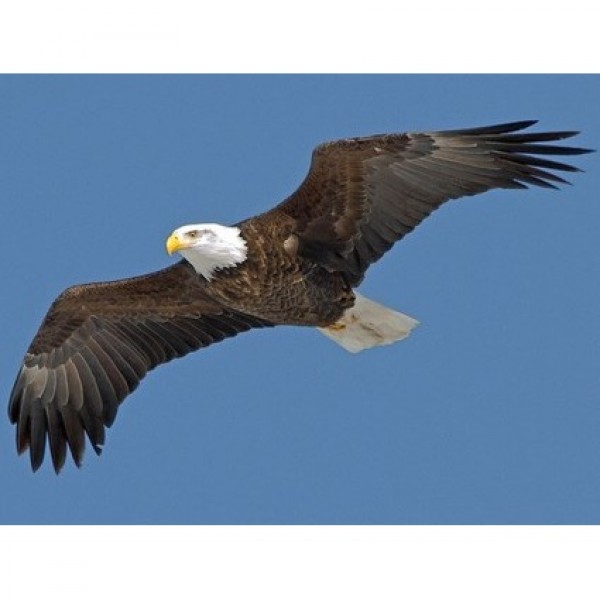 The Bald Eagles of Sand Point, Idaho.&nbsp; Team Logo