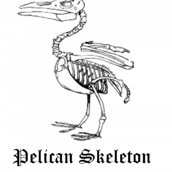 Pelican Skeleton Team Logo