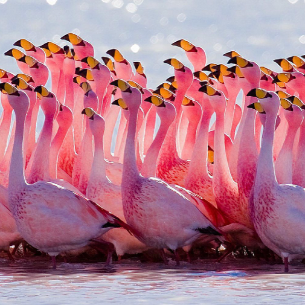 The Pink Flamingos Team Logo