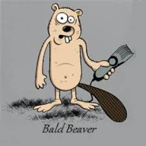 Shaved Beavers
