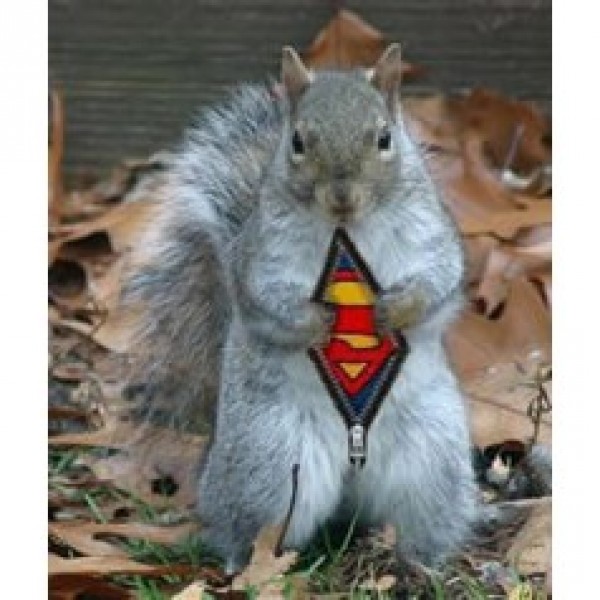 Super Squirrels  Team Logo