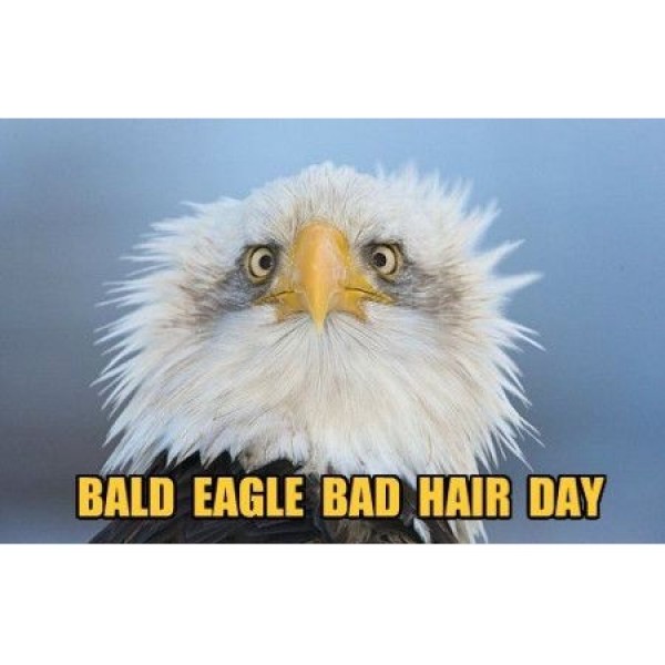 The Bald Eagles Team Logo